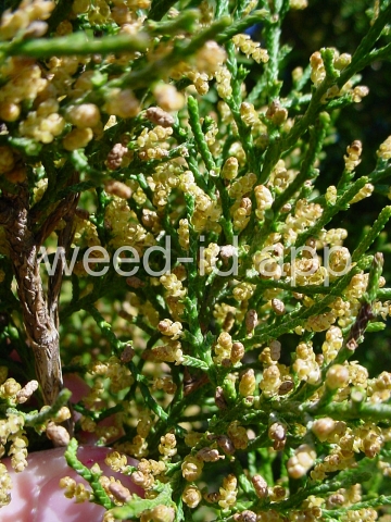redcedar, eastern